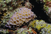 Goniastrea edwardsi-Safaga Tobia kebir-18m-20171120-Denis-ADER-DSC_3133_tn